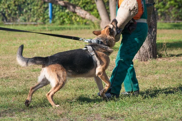 Немецкая овчарка атакует на тренировочном курсе — стоковое фото