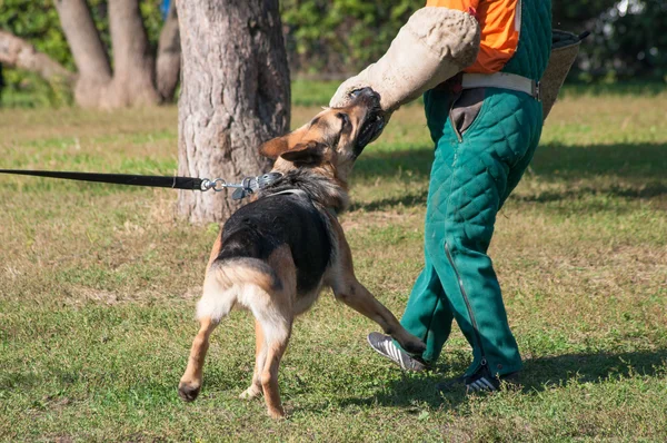Chien de berger allemand attaquant sur le cours de formation de chien — Photo