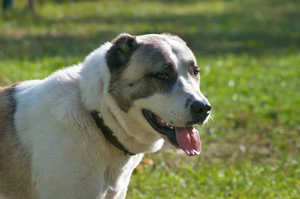 Portrait of the Central Asian Shepherd Dog — Stock Photo, Image