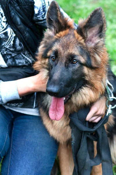 Portrait d'un beau berger allemand ou chien alsatien — Photo