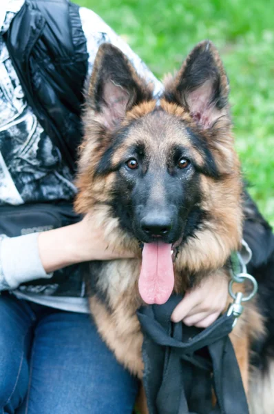 Портрет прекрасной немецкой овчарки или эльзасской собаки — стоковое фото