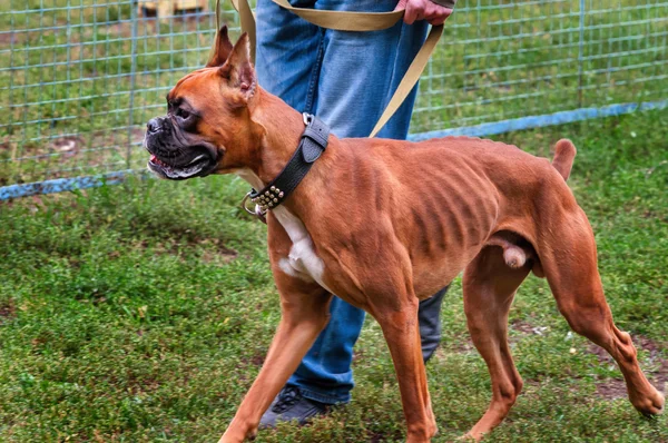 Боксерская собака приближается к ногам своего хозяина — стоковое фото