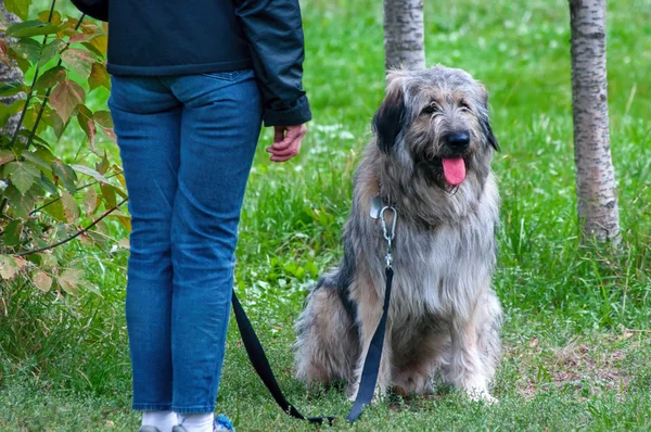 South Russian Shepherd dog sitting near the human legs — Stock Photo, Image