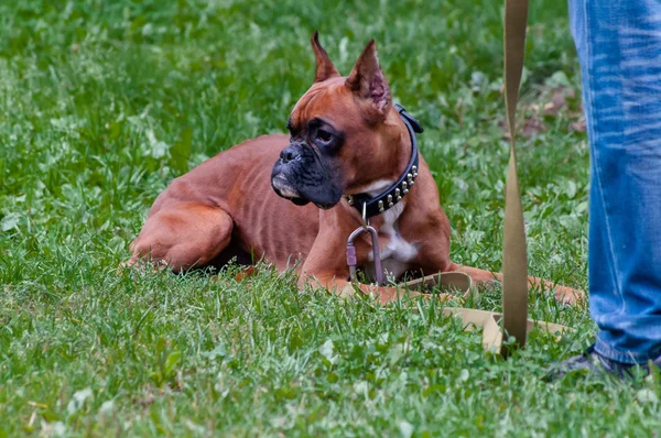 Boxer dog training - order laying — Stock Photo, Image