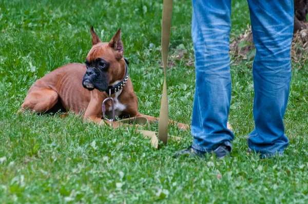 Boxeador de entrenamiento de perros - orden de colocación — Foto de Stock