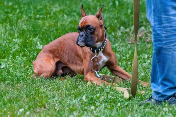 Boxer dog training - order laying — Stock Photo, Image