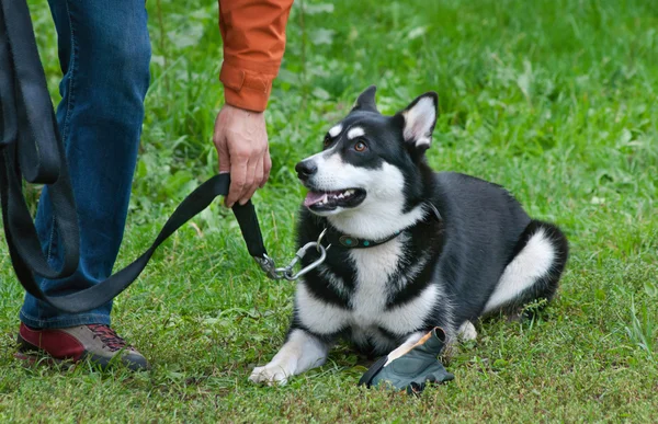 Husky dog training - order laying — Stock Photo, Image