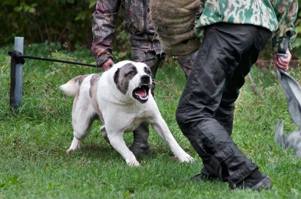 Central Asian Shepherd dog training — Stock Photo, Image