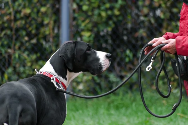 Riesenhund vor Herrchen aus nächster Nähe — Stockfoto