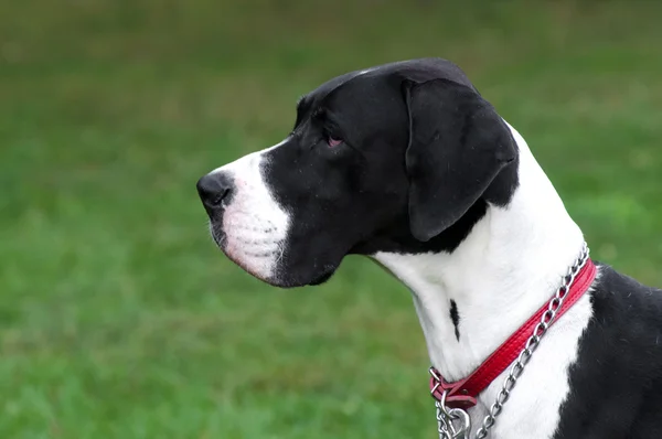 Grande cão retrato de perto — Fotografia de Stock