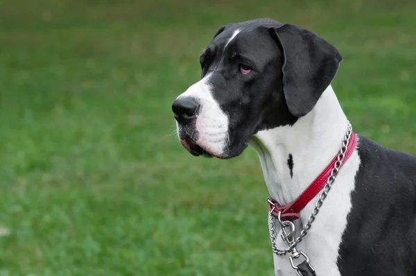 Büyük köpek portre yakın çekim — Stok fotoğraf