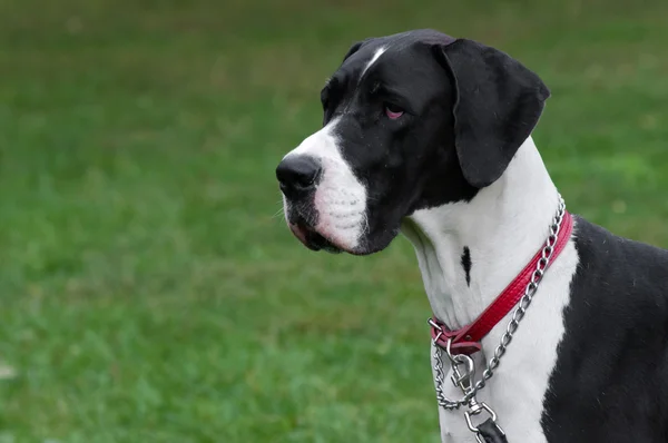 Büyük köpek portre yakın çekim — Stok fotoğraf