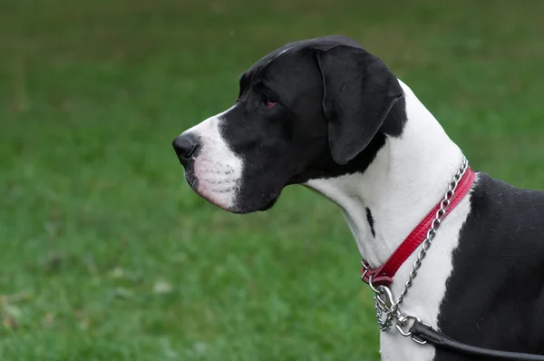 Büyük köpek portre yakın çekim — Stok fotoğraf