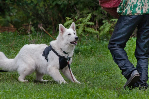 Training of the Berger Blanc Suisse — Stock Photo, Image
