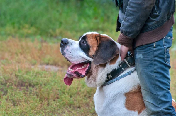 Moskauer Wachhund sitzt in der Nähe seines Herrn — Stockfoto