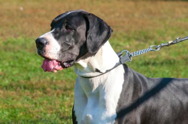 büyük köpek portre yakın çekim