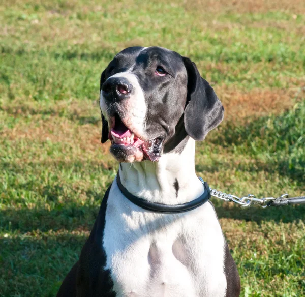 Duży pies portret z bliska — Zdjęcie stockowe