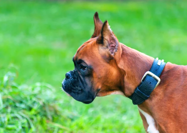 Boxer cão retrato de perto — Fotografia de Stock