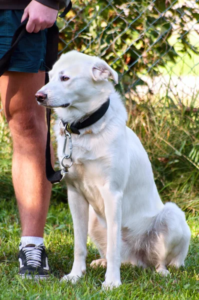 Biały pies siedzi w pobliżu nogi kapitana — Zdjęcie stockowe