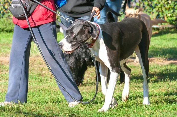 Perro grande acercándose a la pierna del amo en el curso de entrenamiento del perro — Foto de Stock