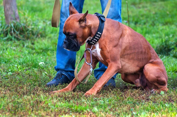 Boxer dog training - order laying — Stock Photo, Image