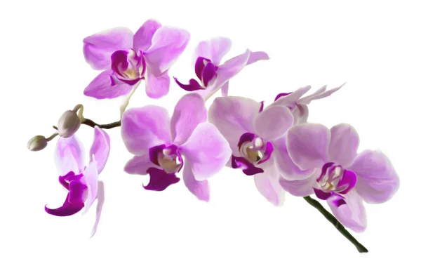 Illustration Of The Pink Streaked Orchid Flower, Isolated — Stock Photo, Image
