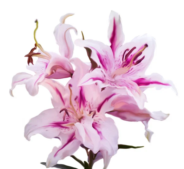 Illustration av tiger woods lilium isolerad på vit bakgrund — Stockfoto