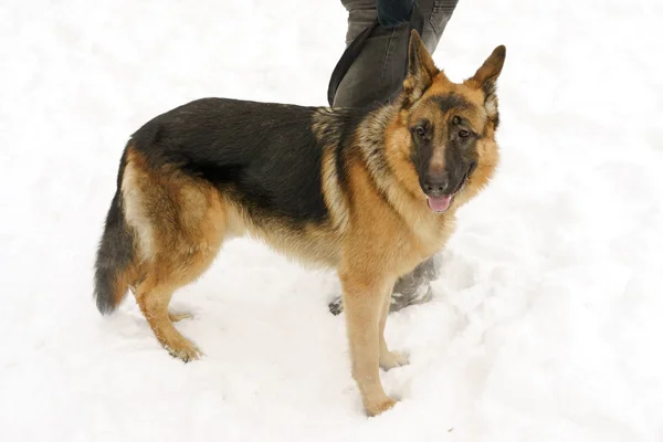 在冬天的雪地上，牧羊犬站在主人的腿旁边 — 图库照片