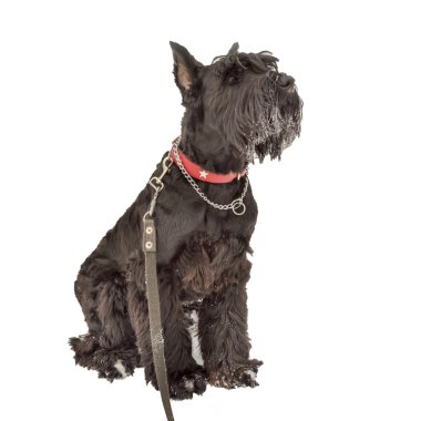 Beyaz arka plan üzerinde izole bir kar oturan dev schnauzer köpek