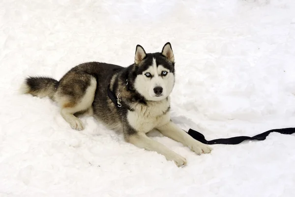 Cão de Hasky que põe em uma neve em um dia de inverno — Fotografia de Stock