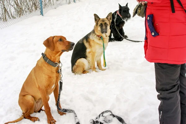 Dogs in a dog training course in a winter day — Stock Photo, Image