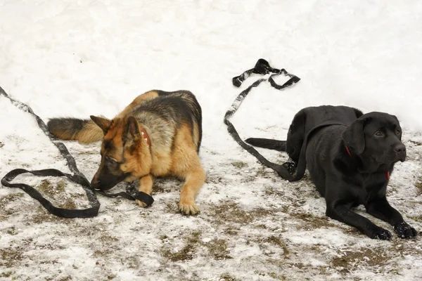 Dua anjing besar berbaring di atas salju — Stok Foto