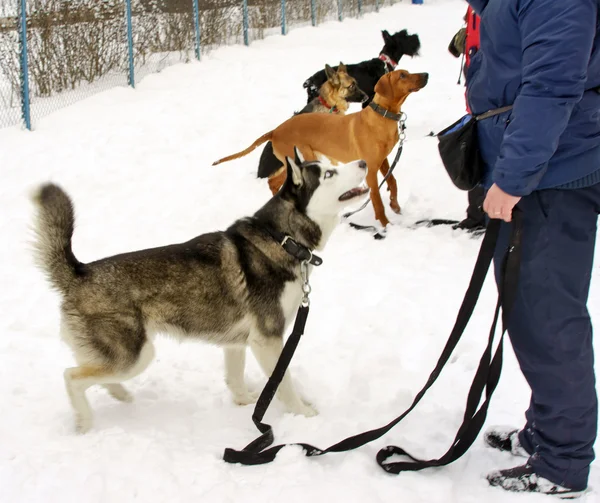 狗在一个冬日的狗培训课程 — 图库照片
