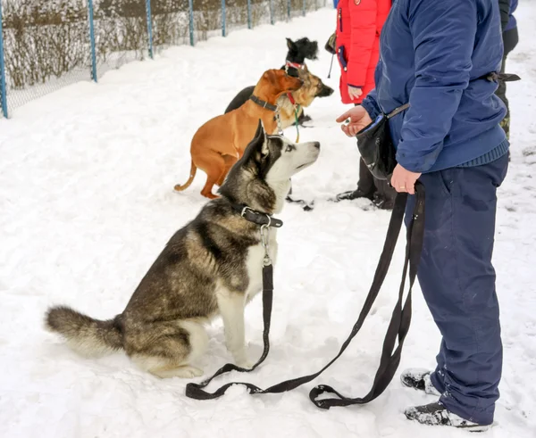 Perros en un curso de entrenamiento de perros en un día de invierno —  Fotos de Stock