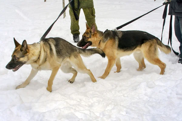 德国谢泼德的两只狗 — 图库照片