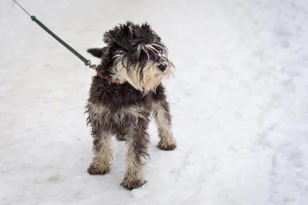 Schnauzer in miniatura nero e argento in piedi sulla neve — Foto Stock