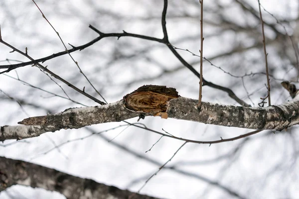 Březové větve stromů v zimě zblízka pohled — Stock fotografie