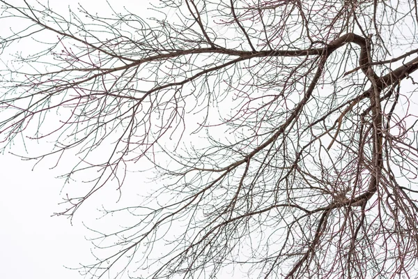 Силуэт натурального цвета листвы на фоне пасмурного неба . — стоковое фото