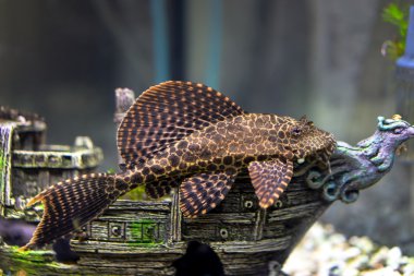 Ancistrus dolichopterus laying on the ship decoration in aquarium clipart