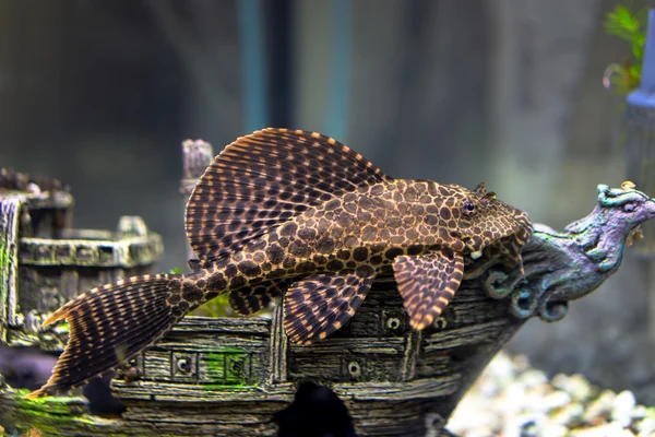 Ancistrus dolichopterus acostado en la decoración del barco en el acuario — Foto de Stock