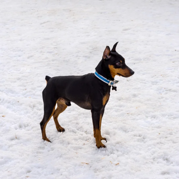 Happy black lovely cute miniature pincher dog on a winter day. — Stock Photo, Image