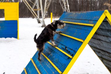 Minyatür schnauzer köpek çeviklik eğitim alanında engel atlama bir kış günü
