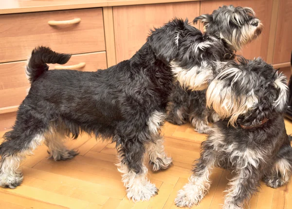 Tři miniaturní černé a stříbrné psů knírač hraje vnitřní — Stock fotografie