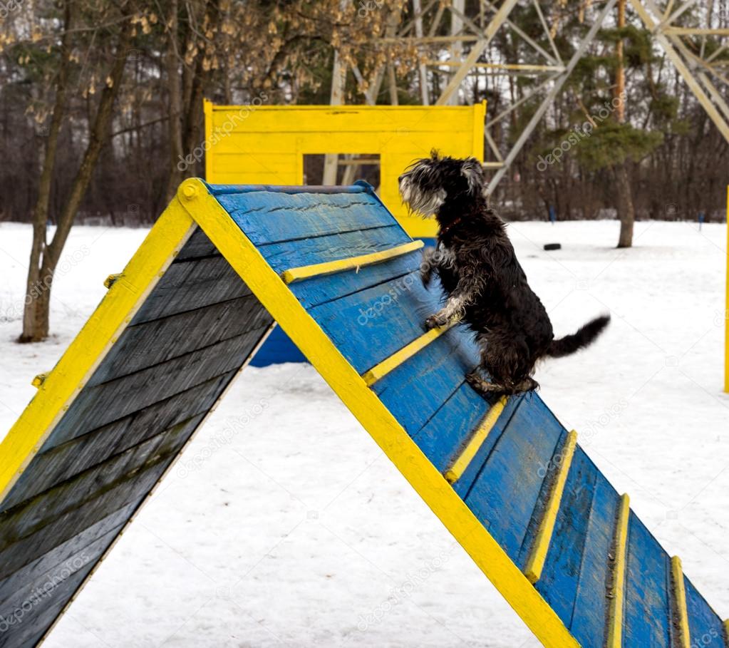 Miniature schnauzer jumping hurdle in a dog agility training area in a winter day