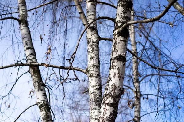 Björkstammar i vårens tid — Stockfoto