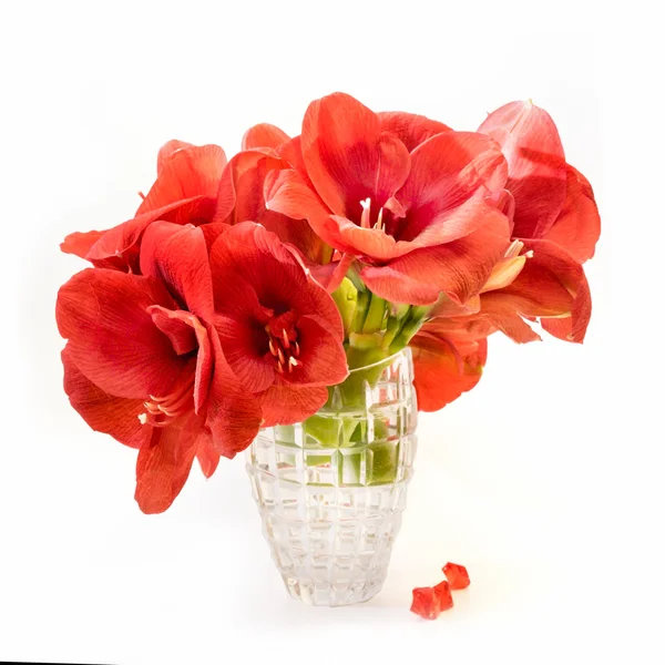 Red amaryllis on white background — Stock Photo, Image