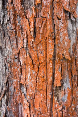 kırmızı boyalı elma ağaç kabuğu detay