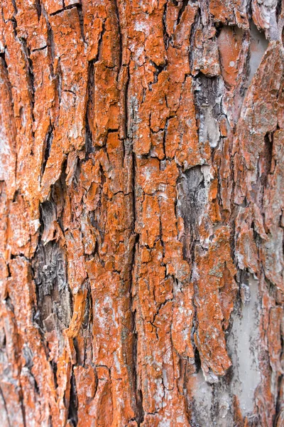 Casca textura fundo padrão rachadura velha maçã vermelha árvore para design — Fotografia de Stock