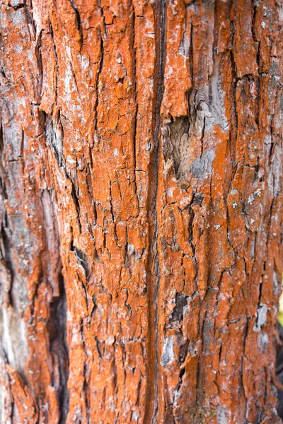 Appelboom geschilderd in rood schors achtergrond structuurpatroon — Stockfoto