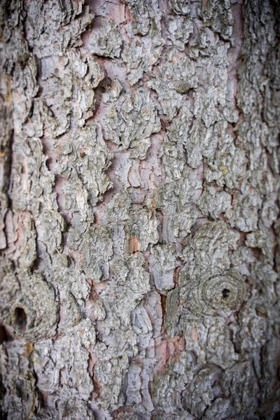 Gros plan sur l'écorce d'un pin — Photo